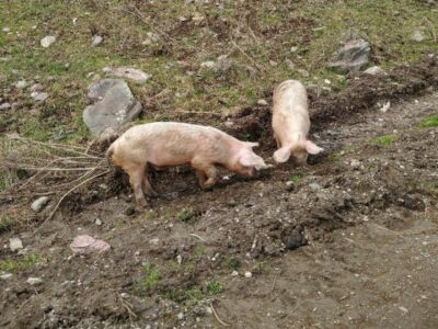 «Усыпляют всех подряд»: в новосибирских сёлах изымают свиней из-за угрозы опасной инфекции