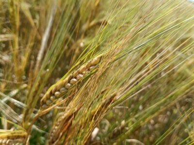 Более 800 тысяч га посевов обработали от вредителей в Новосибирской области