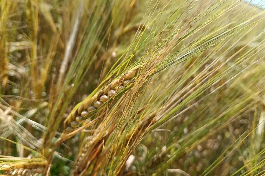 Более 800 тысяч га посевов обработали от вредителей в Новосибирской области