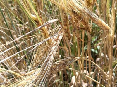 «На банкетах часто ставят органическую водку»: в Новосибирской области стало больше производителей органики