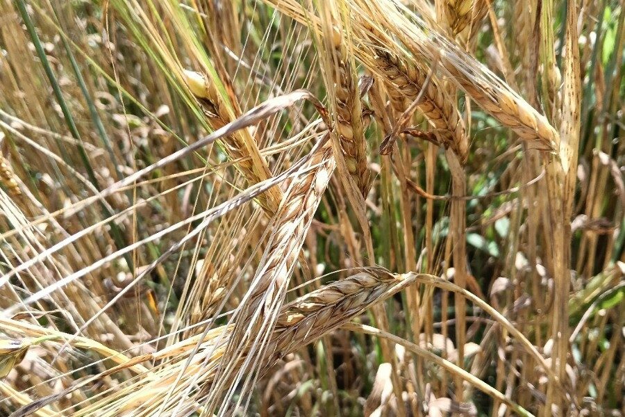 «На банкетах часто ставят органическую водку»: в Новосибирской области стало больше производителей органики