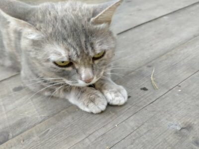 «Сложный моральный выбор»: жителям Новосибирска предложили клонировать домашних животных