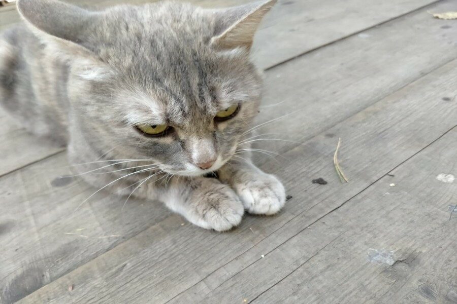 «Сложный моральный выбор»: жителям Новосибирска предложили клонировать домашних животных