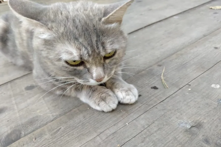 «Сложный моральный выбор»: жителям Новосибирска предложили клонировать домашних животных