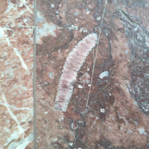 «Городская палеонтология»: жители Новосибирска занялись поиском древностей в метро, библиотеках и ДК