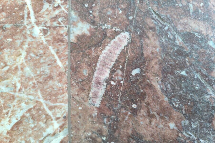 «Городская палеонтология»: жители Новосибирска занялись поиском древностей в метро, библиотеках и ДК