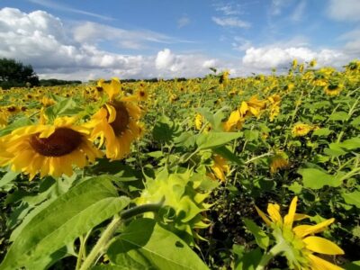 «Подсолнечник и рапс могут спасти крестьянство»: Новосибирская область в два раза увеличила экспорт масличных культур