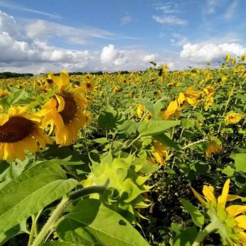 «Подсолнечник и рапс могут спасти крестьянство»: Новосибирская область в два раза увеличила экспорт масличных культур