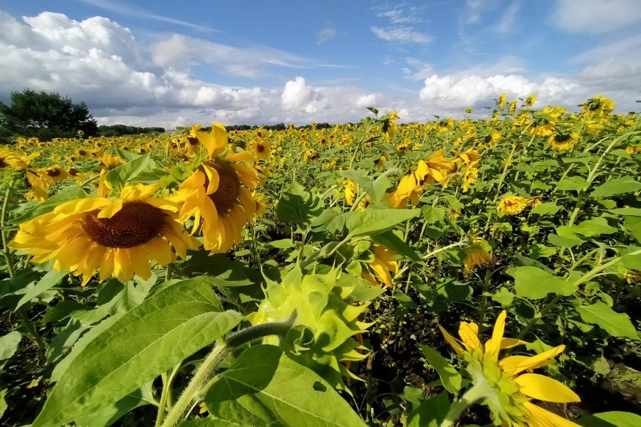 «Подсолнечник и рапс могут спасти крестьянство»: Новосибирская область в два раза увеличила экспорт масличных культур