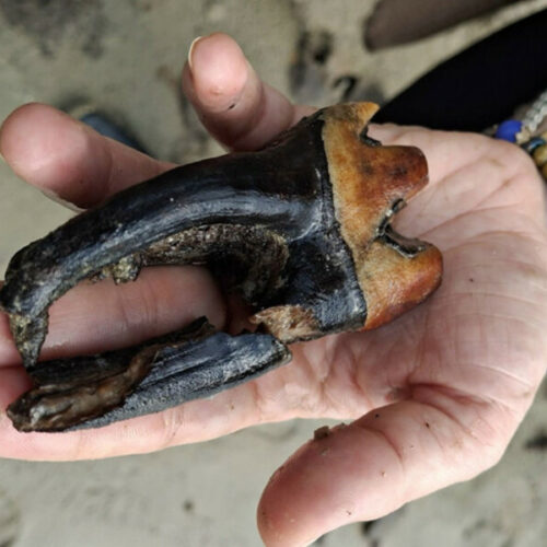 Громадный зуб носорога найден на берегу Оби под Новосибирском