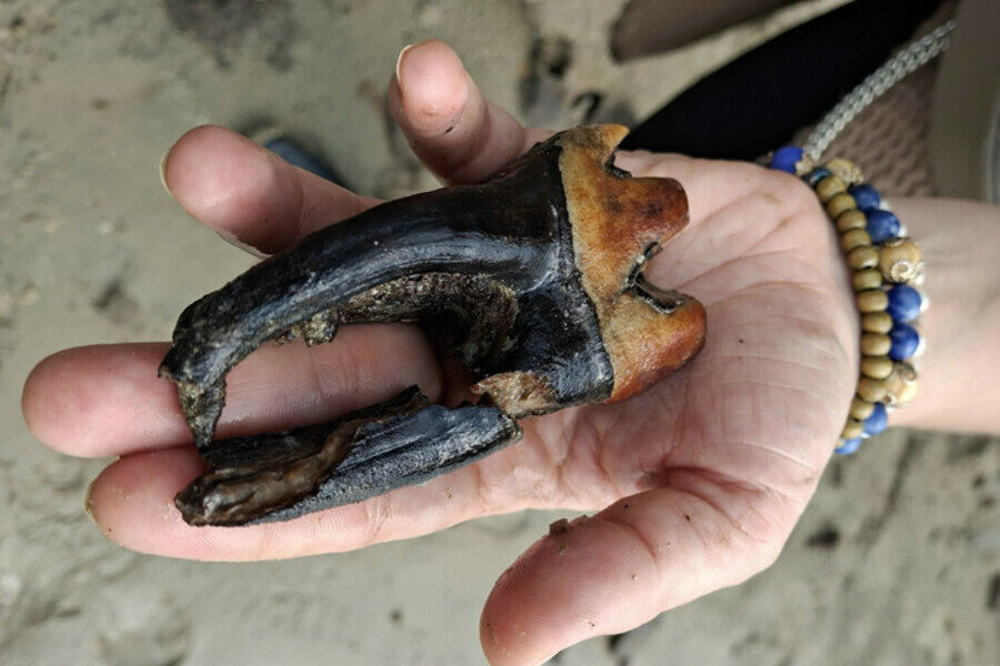 Громадный зуб носорога найден на берегу Оби под Новосибирском