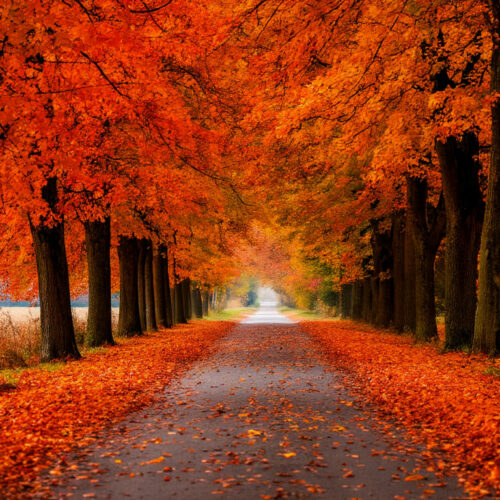 Эксперты рассказали, как пережить предстоящую осень в Новосибирске