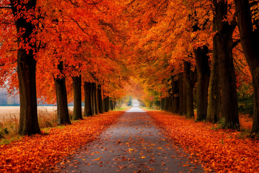 Эксперты рассказали, как пережить предстоящую осень в Новосибирске