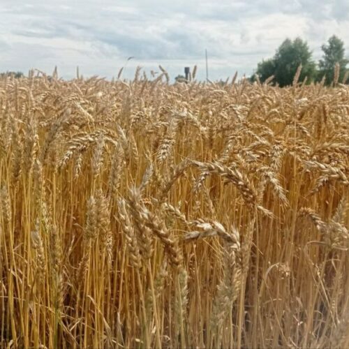 День Земли Сибирской: новые стратегии развития АПК в Новосибирской области