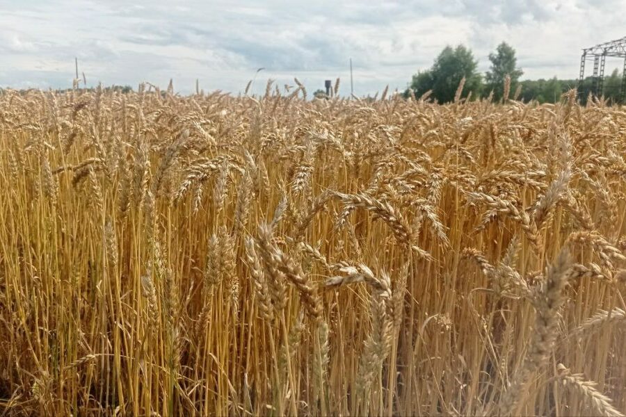 День Земли Сибирской: новые стратегии развития АПК в Новосибирской области