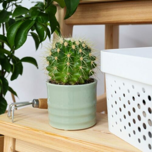 Лунный календарь для любителей комнатных растений на сентябрь 2025