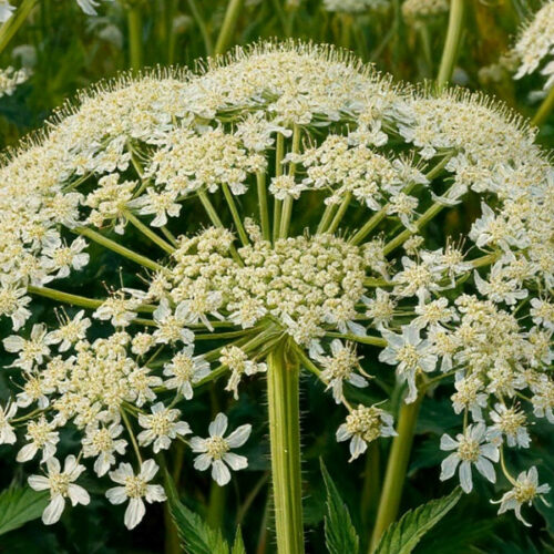 Борщевик Сосновского