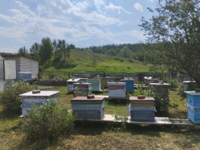 Новосибирский пасечник потерял пчел после обработки полей