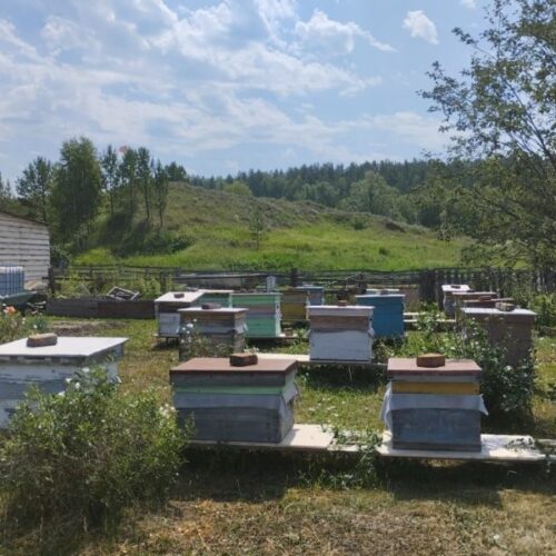 Новосибирский пасечник потерял пчел после обработки полей