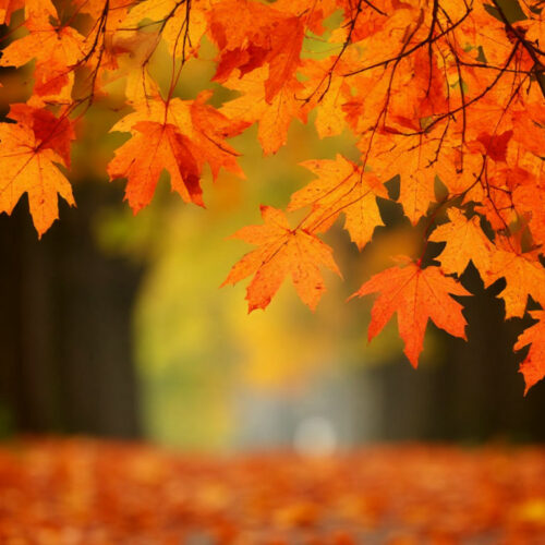 Синоптики рассказали, какой будет погода в Новосибирске на выходных