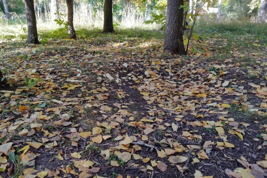 Углубления в парке "Березовая роща"