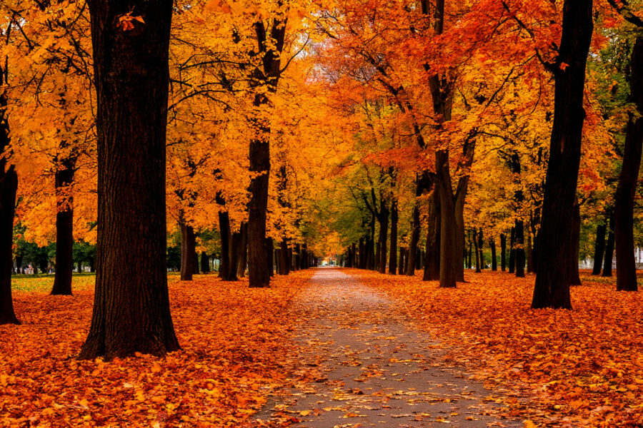 Эксперты рассказали, как бороться с осенней хандрой в Новосибирске