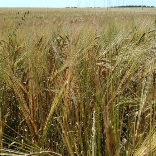 В Новосибирской области оценили качество зерна после затяжных дождей