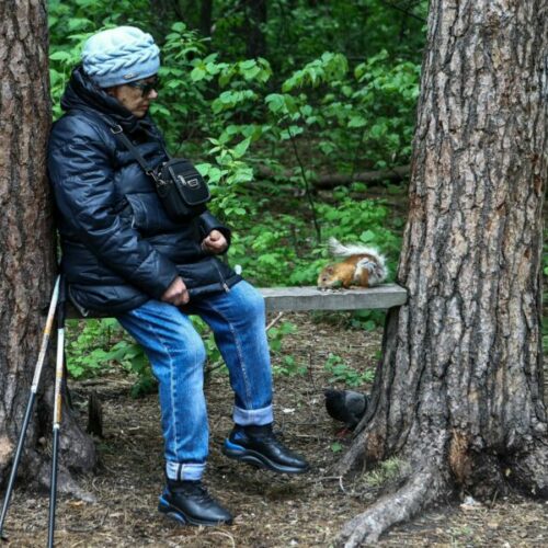 Инюшенский бор в Новосибирске будет благоустроен с акцентом на естественность