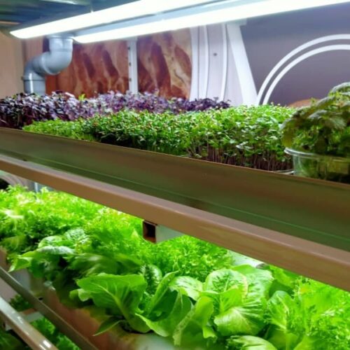 «Думали, что при минимуме затрат всё будет колоситься»: в Новосибирске сократилось число сити-ферм, новые открываются редко