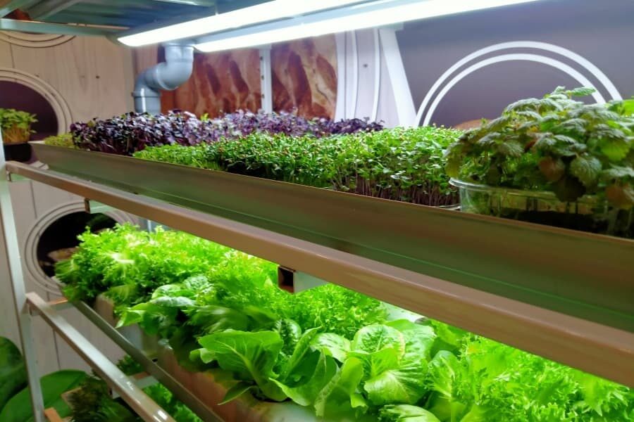 «Думали, что при минимуме затрат всё будет колоситься»: в Новосибирске сократилось число сити-ферм, новые открываются редко