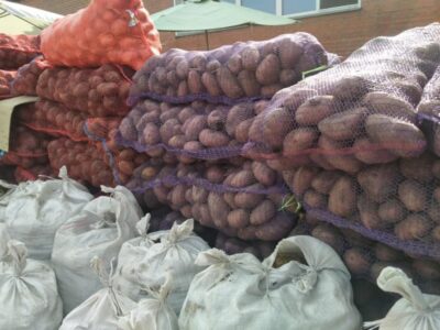 Урожай картофеля в Новосибирской области оказался на 30% выше прошлогоднего