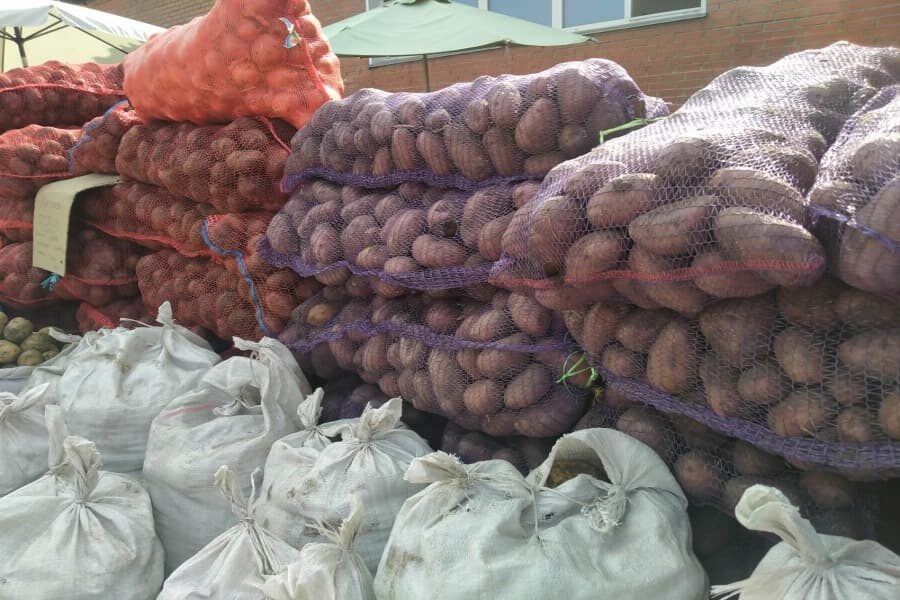 Урожай картофеля в Новосибирской области оказался на 30% выше прошлогоднего