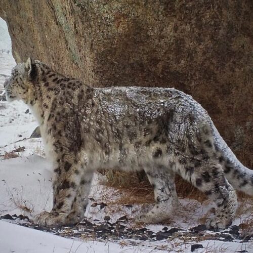 Новосибирские волонтеры приняли участие в экспедиции по учету снежных барсов