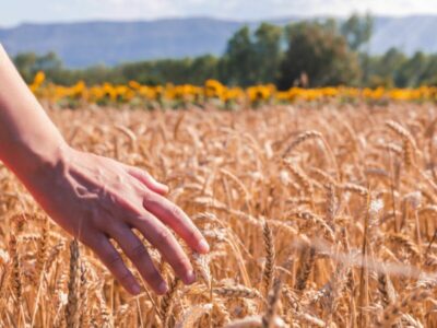 Льготное кредитование АПК выросло на 17%