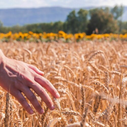 Льготное кредитование АПК выросло на 17%