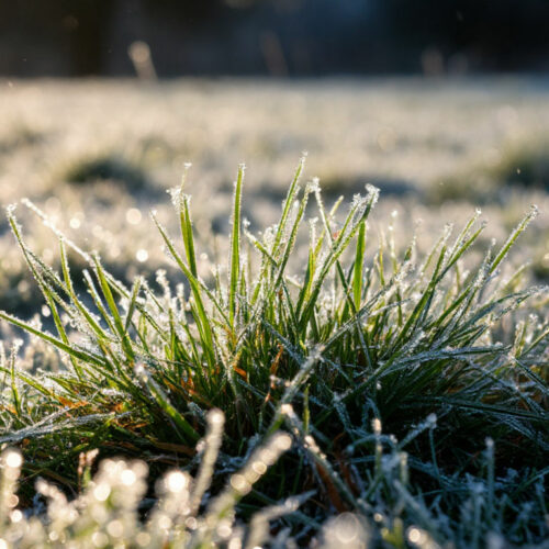 На выходных новосибирцев ожидают первые заморозки