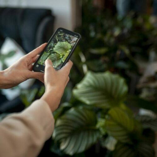 Лунный календарь для любителей комнатных растений на октябрь 2025