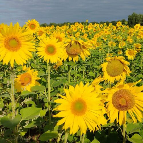 Потепление до +21 градуса спрогнозировали синоптики в Новосибирске