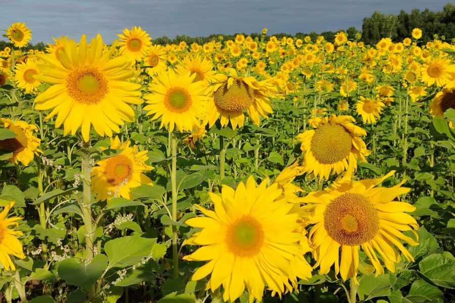 Потепление до +21 градуса спрогнозировали синоптики в Новосибирске