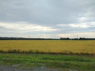 В Новосибирске создают генетическую карту сельхозкультур