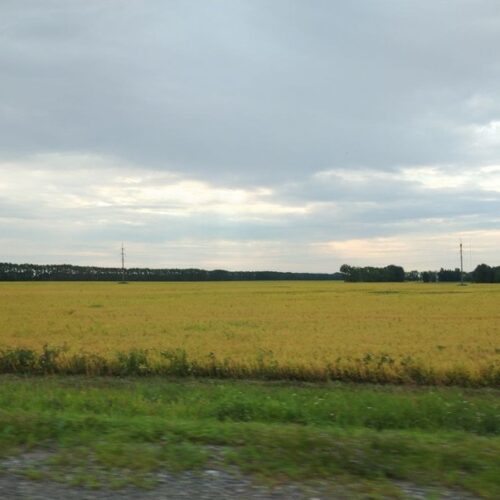 В Новосибирске создают генетическую карту сельхозкультур