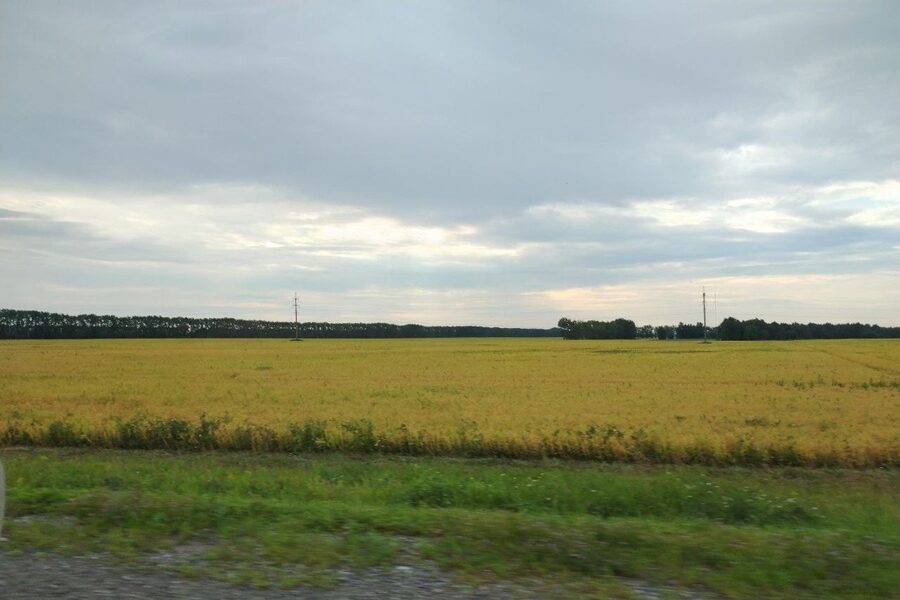 В Новосибирске создают генетическую карту сельхозкультур