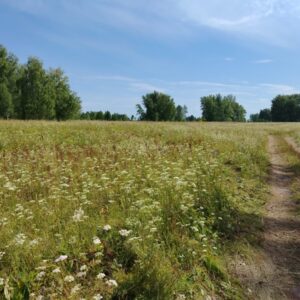 Участок площадью более 90 га под жилищное строительство нашли под Искитимом