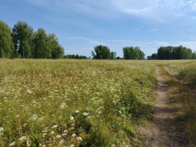 Участок площадью более 90 га под жилищное строительство нашли под Искитимом