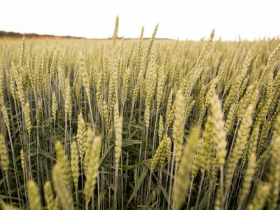 пшеница