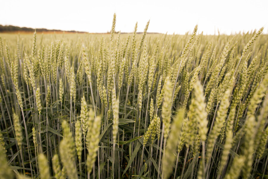 пшеница