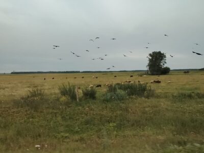 В двух селах Новосибирской области введен карантин по бешенству