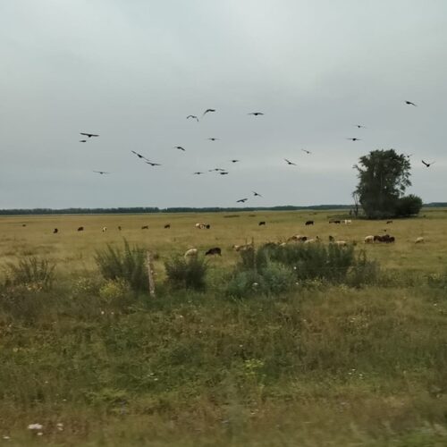 В двух селах Новосибирской области введен карантин по бешенству
