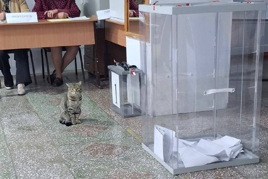 На выборы к середине первого дня голосования пришли почти 8% новосибирцев