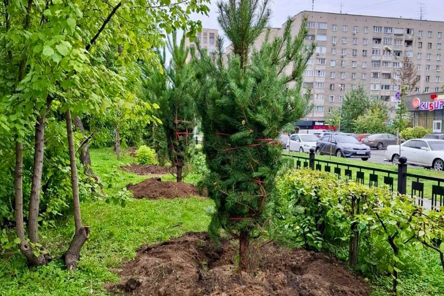 озеленение Центрального парка